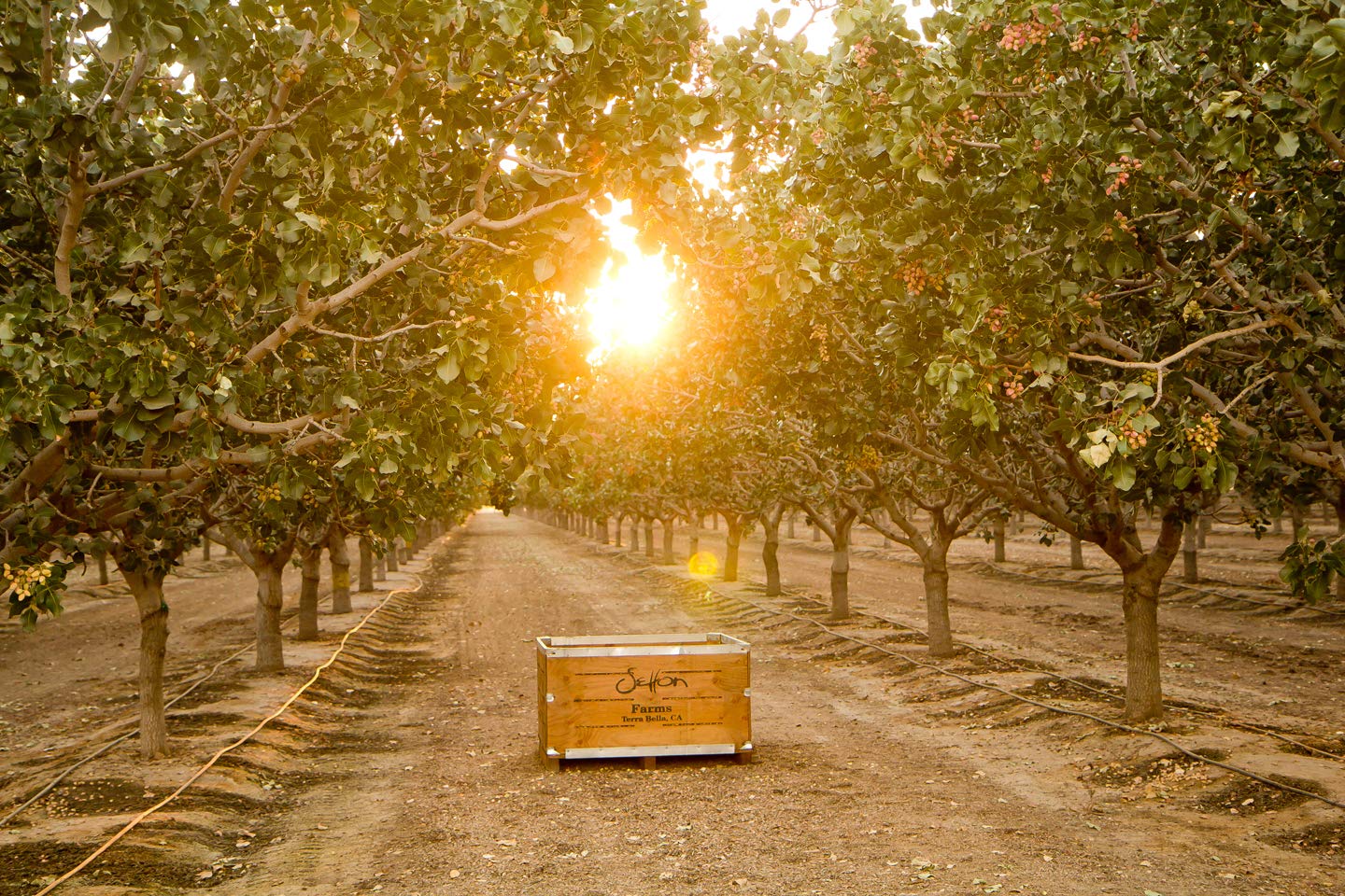 Setton Farm Plantain Chips with Sea Salt 7 Oz. Bag - Collins Global Snack Store